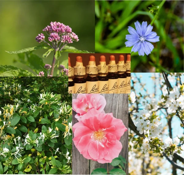 Bach Flower Remedies