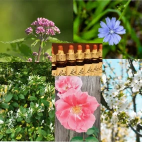 Bach Flower Remedies